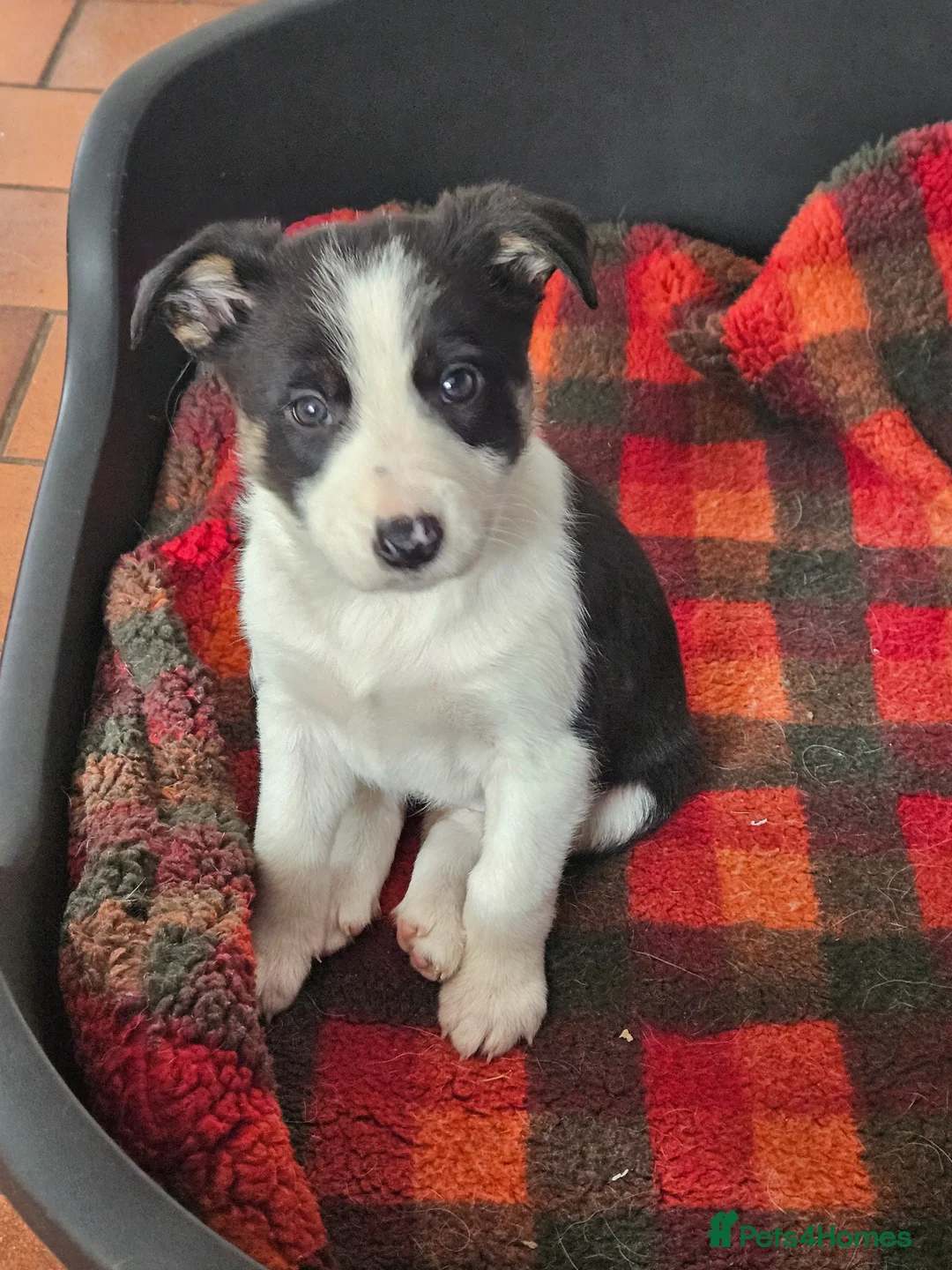 Border Collie dogs for sale: ISDS Border Collie Pups - Advert 11
