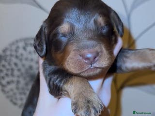 Cockapoo dogs Exceptional cockapoo puppies - Advert 4