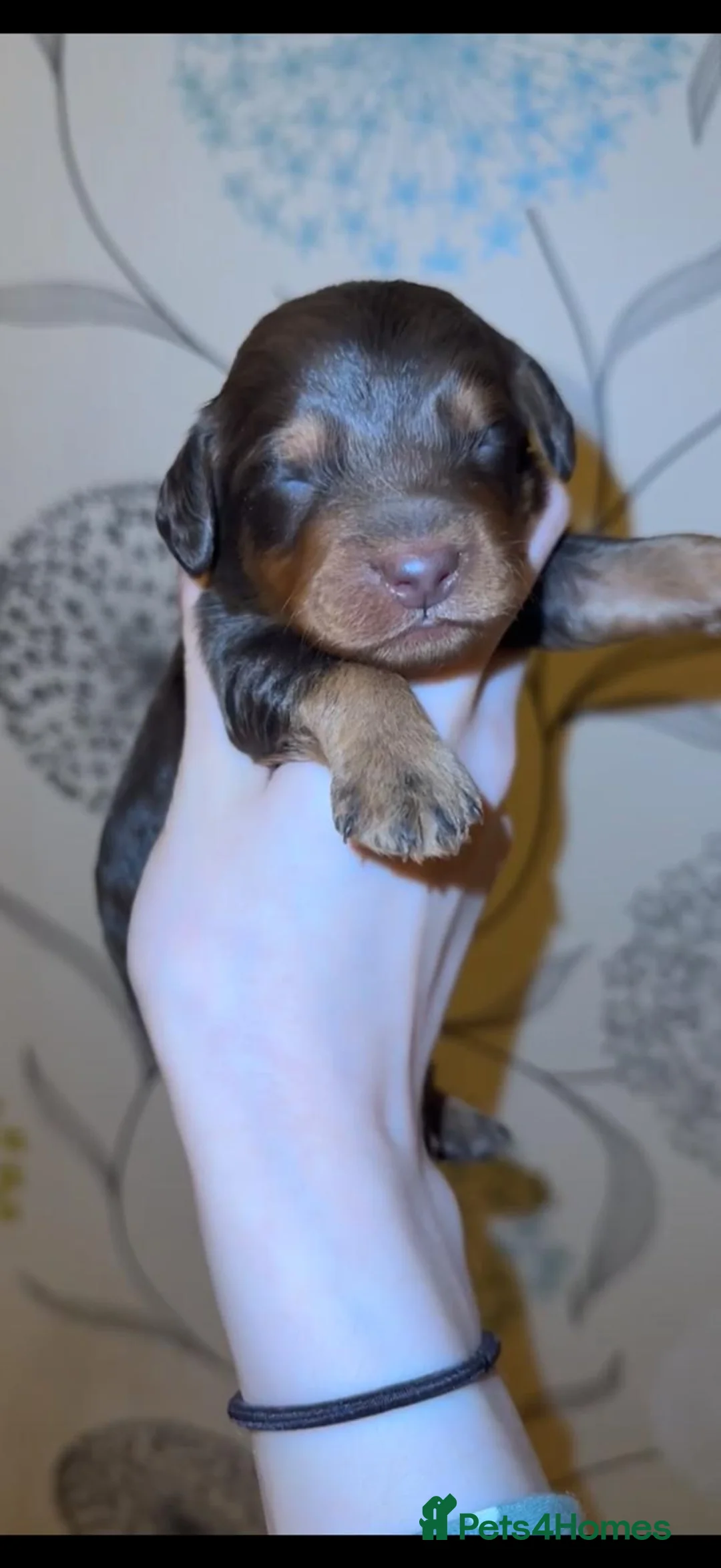 Cockapoo dogs for sale: Exceptional cockapoo puppies  - Advert 3