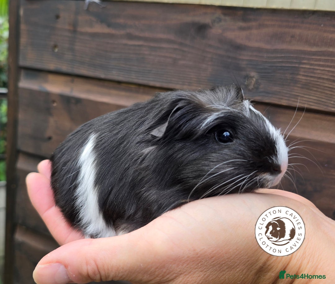 Guinea Pig rodents for sale: Gorgeous baby Guinea Pigs for sale  - Image 5