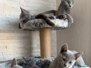 Russian Blue cats Russian blue TICA registered kittens - Advert 17