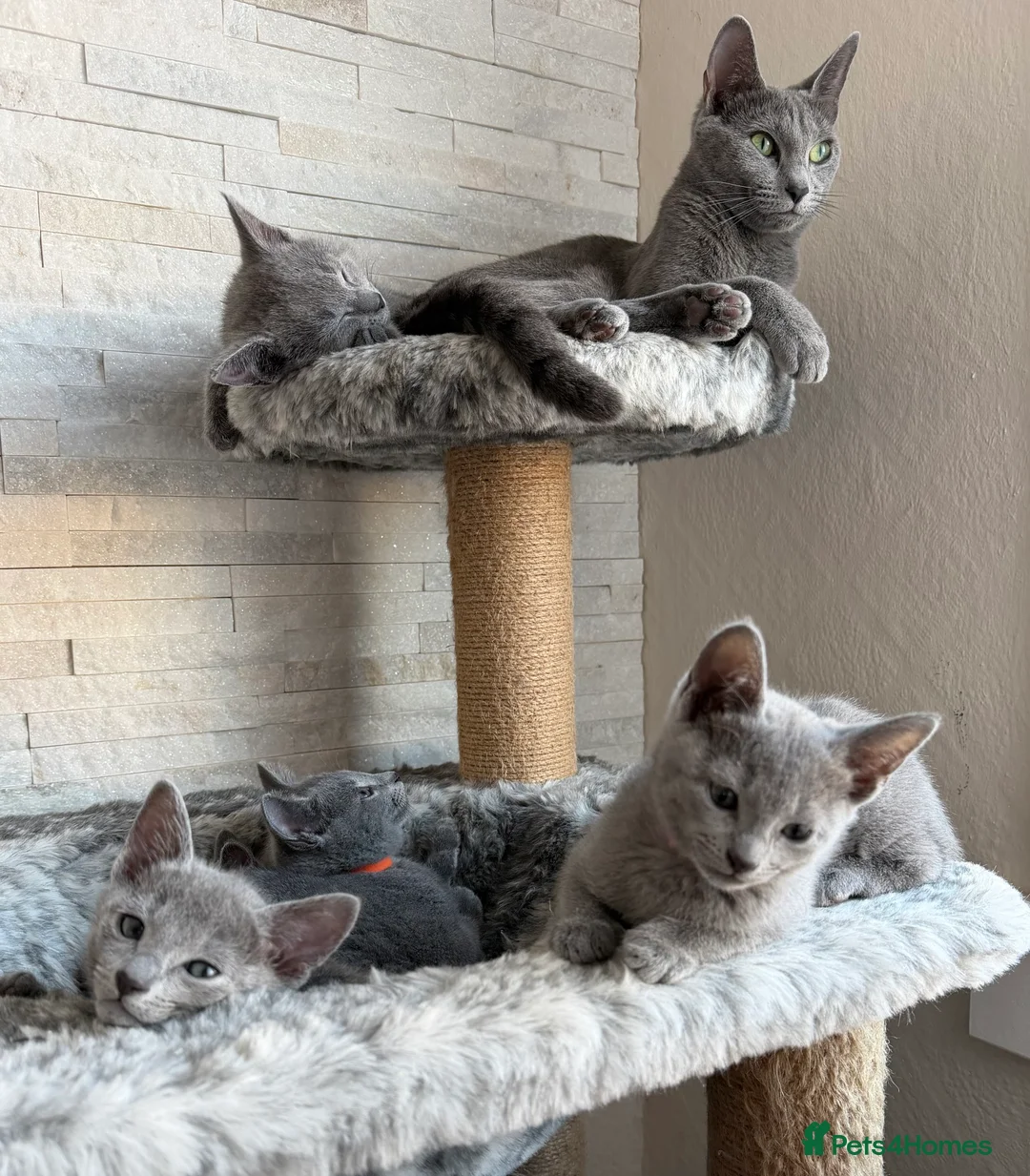 Russian Blue cats for sale: Russian blue TICA registered kittens  - Advert 1