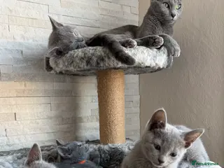 Russian Blue cats Russian blue TICA registered kittens - Advert 12