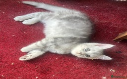 Persian cats for sale: Persian Chinchilla cross kittens for sale  - Image 6