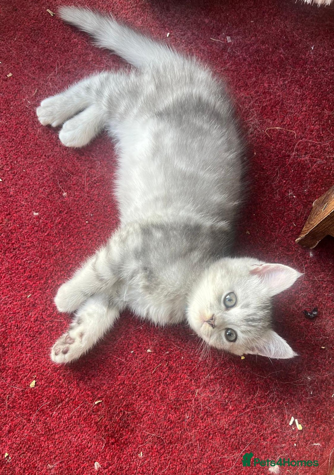 Persian cats for sale: Persian Chinchilla cross kittens for sale  - Image 6