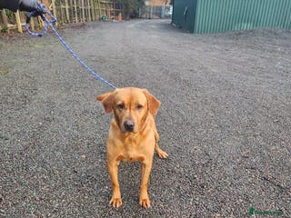 Labrador Retriever dogs Handsome Stud Scooby in March - Advert 18