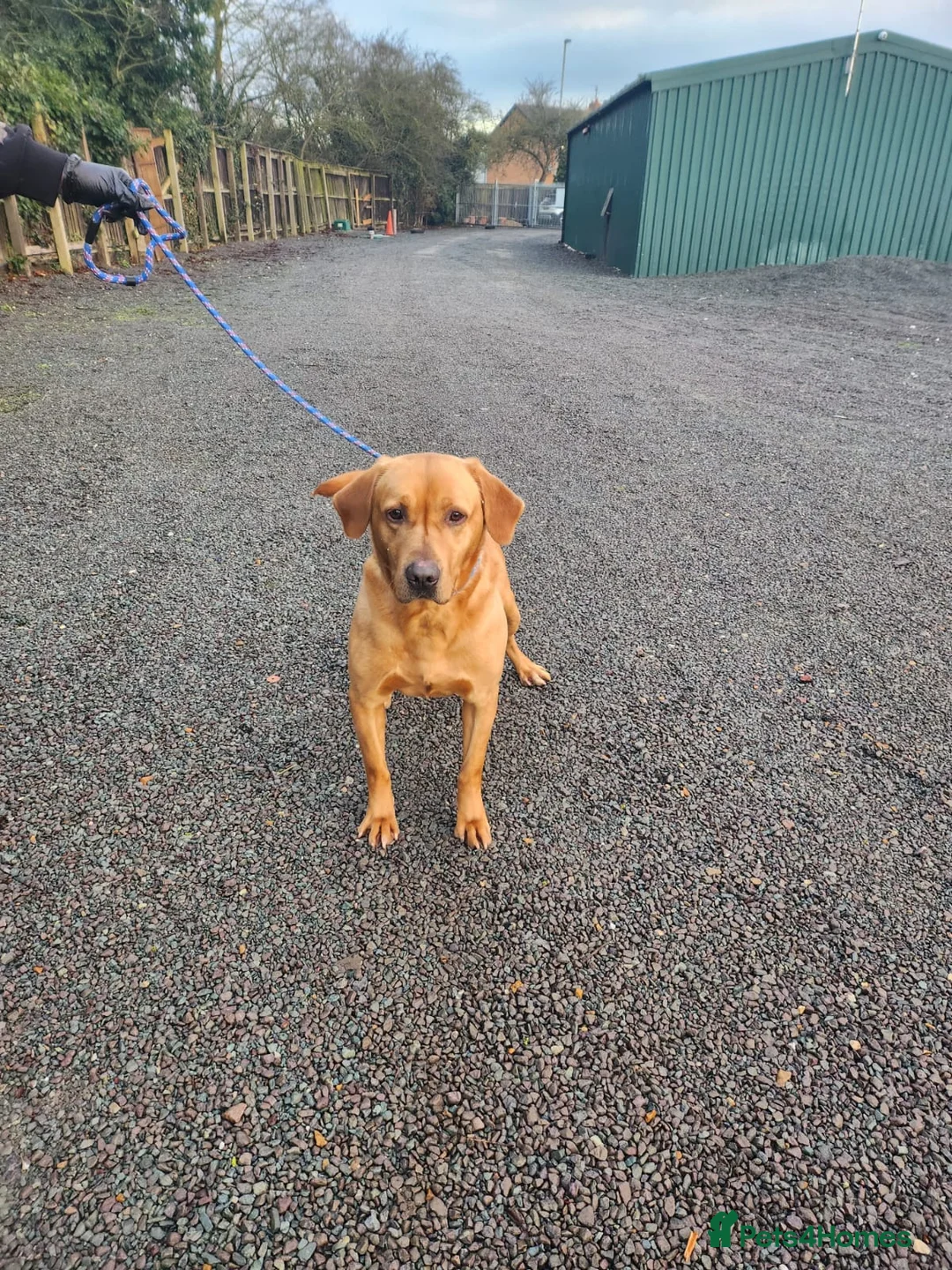 Labrador Retriever dogs for stud: KC Registered Labrador Stud Scooby in March - Advert 1