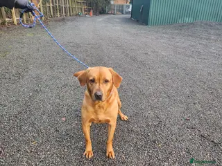 Labrador Retriever dogs KC Registered Labrador Stud Scooby in March - Advert 6