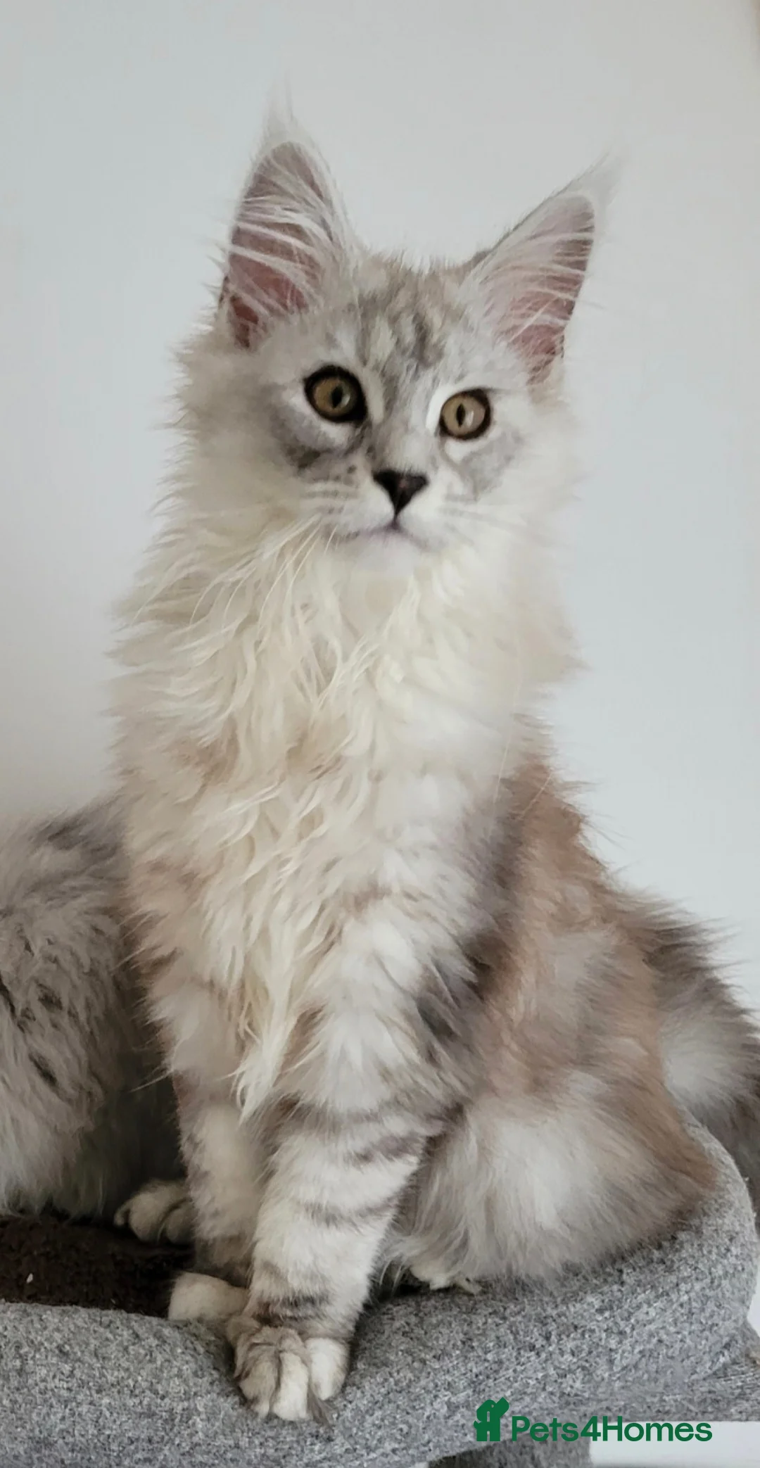 Maine Coon cats for sale: Tica registered Maine coon kittens  - Advert 2
