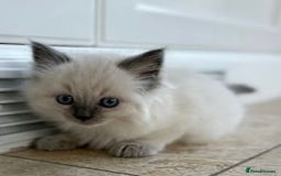 Ragdoll cats for sale: GCCF Championship Ragdoll Kittens - Image 14