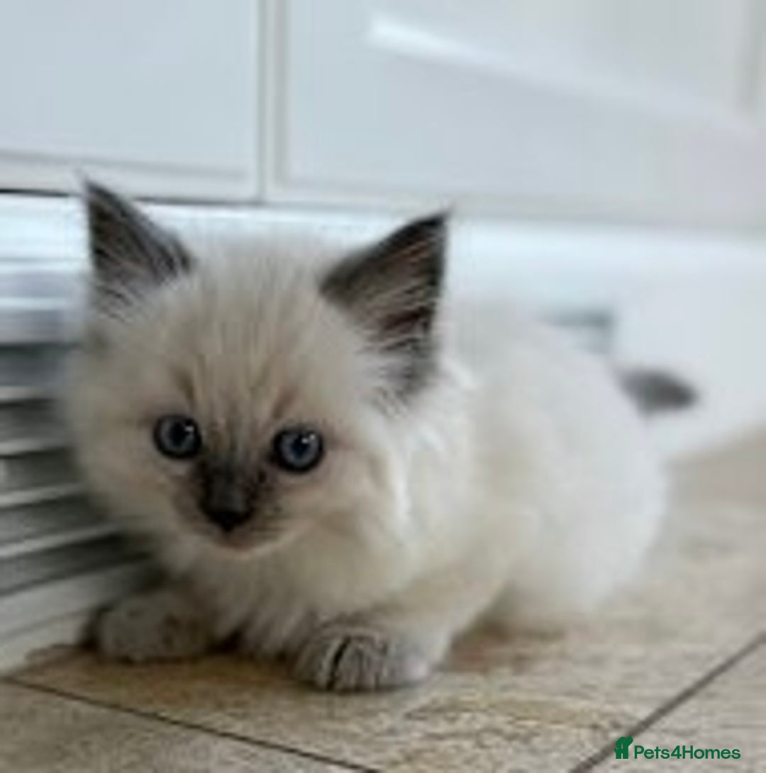 Ragdoll cats for sale: GCCF Championship Ragdoll Kittens - Image 14