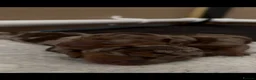 Dachshund dogs for stud: PROVEN STUD K.C reg long hair dapple dachshund  - Advert 7