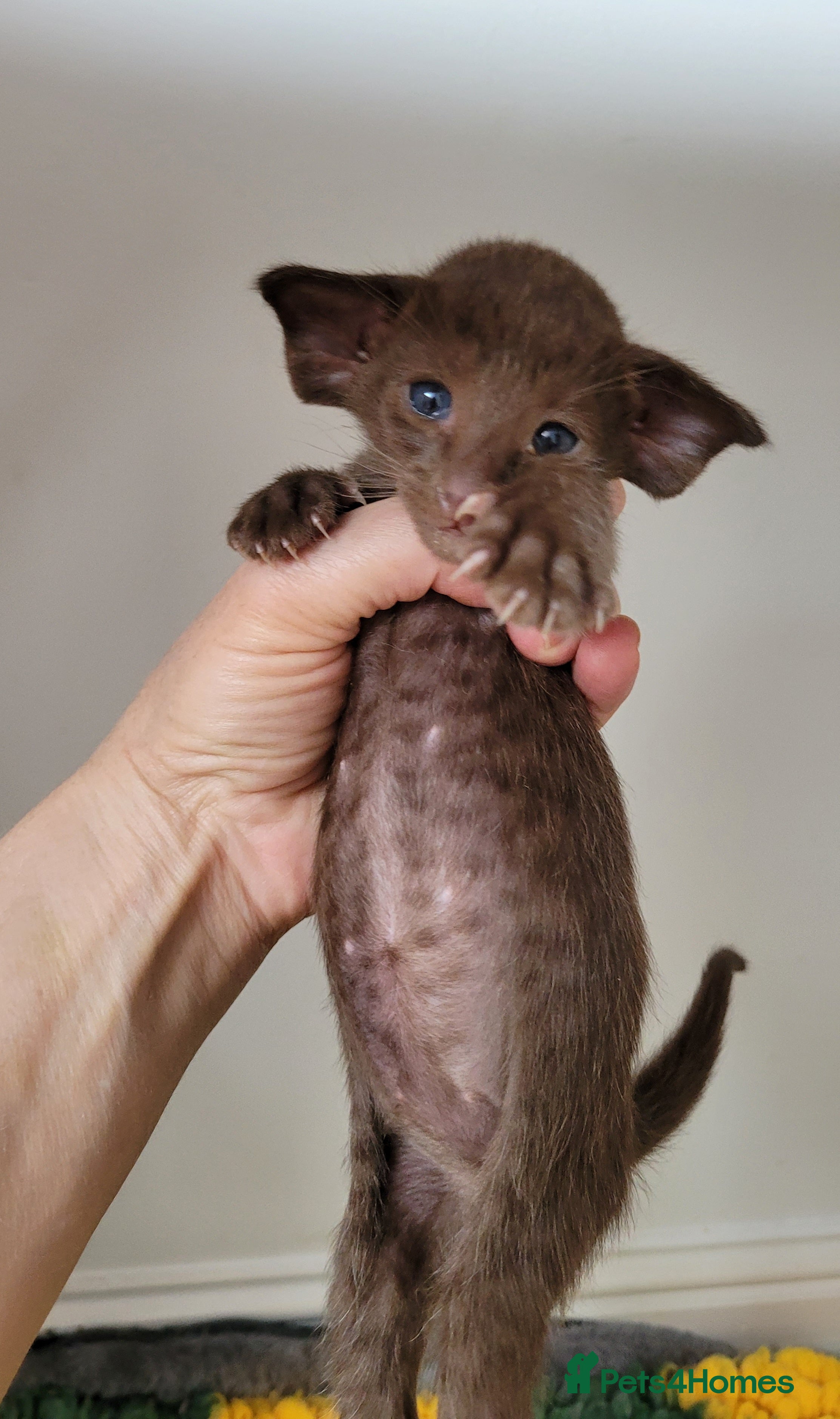Oriental Kitten 4