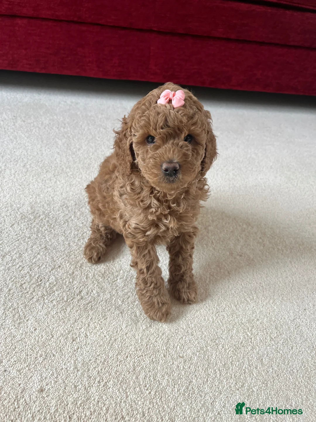 Cockapoo dogs for sale: F2 cockapoo puppies  in Houghton le Spring - Advert 1