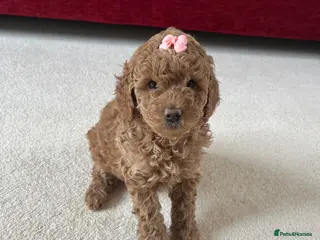 Cockapoo dogs F2 cockapoo puppies - Advert 2