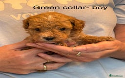 Toy Poodle dogs for sale: Toy poodle puppies  - Image 5