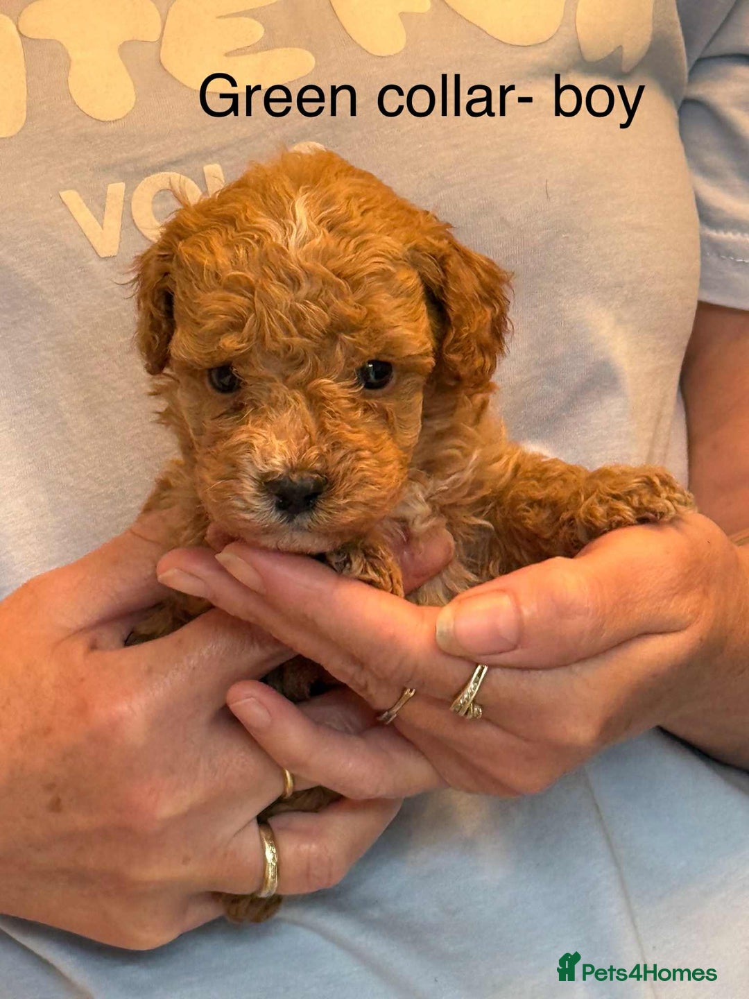 Toy Poodle dogs for sale: Toy poodle puppies  - Image 5