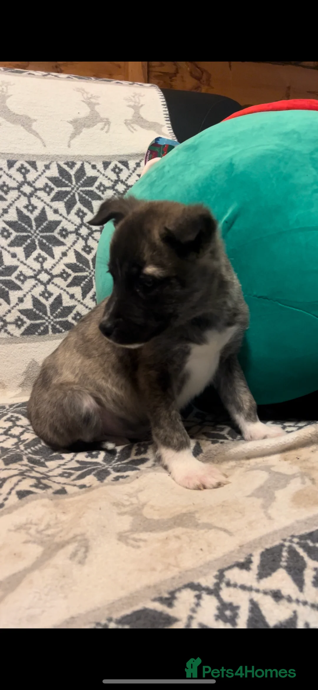 Huskita dogs for sale: One little boy left Stunning little huski pups  - Advert 2