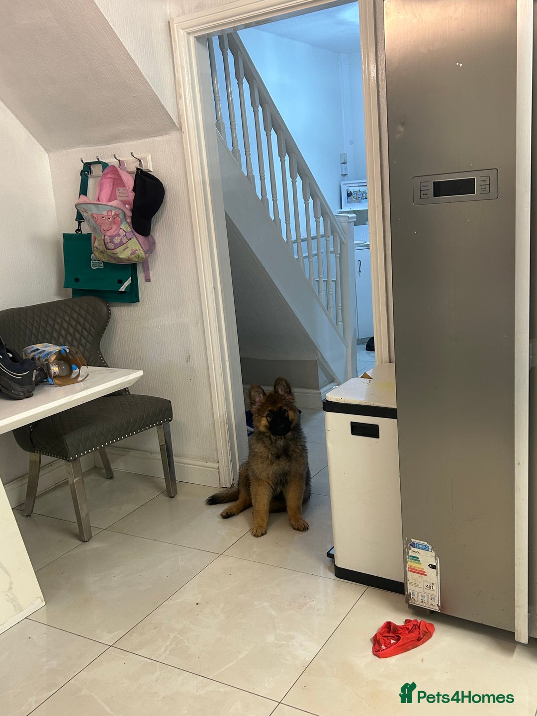 German Shepherd dogs for sale: Gsd puppy 14week - Advert 2