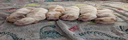 Cocker Spaniel dogs for sale: Orange Roan Show Cocker Pups - Advert 7