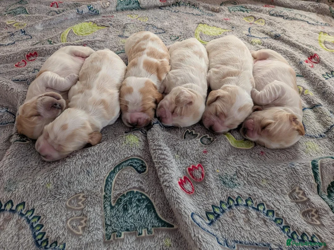Cocker Spaniel dogs for sale: Orange Roan Show Cocker Pups - Advert 7