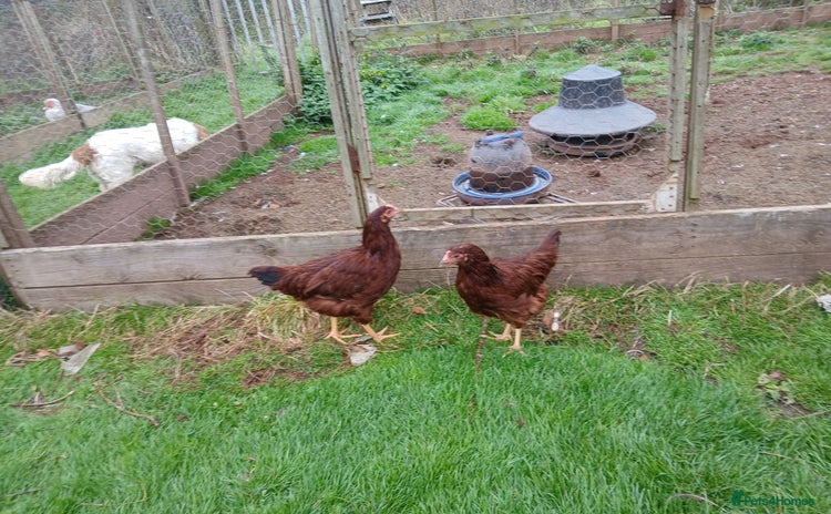 Chickens poultry - Advert 5