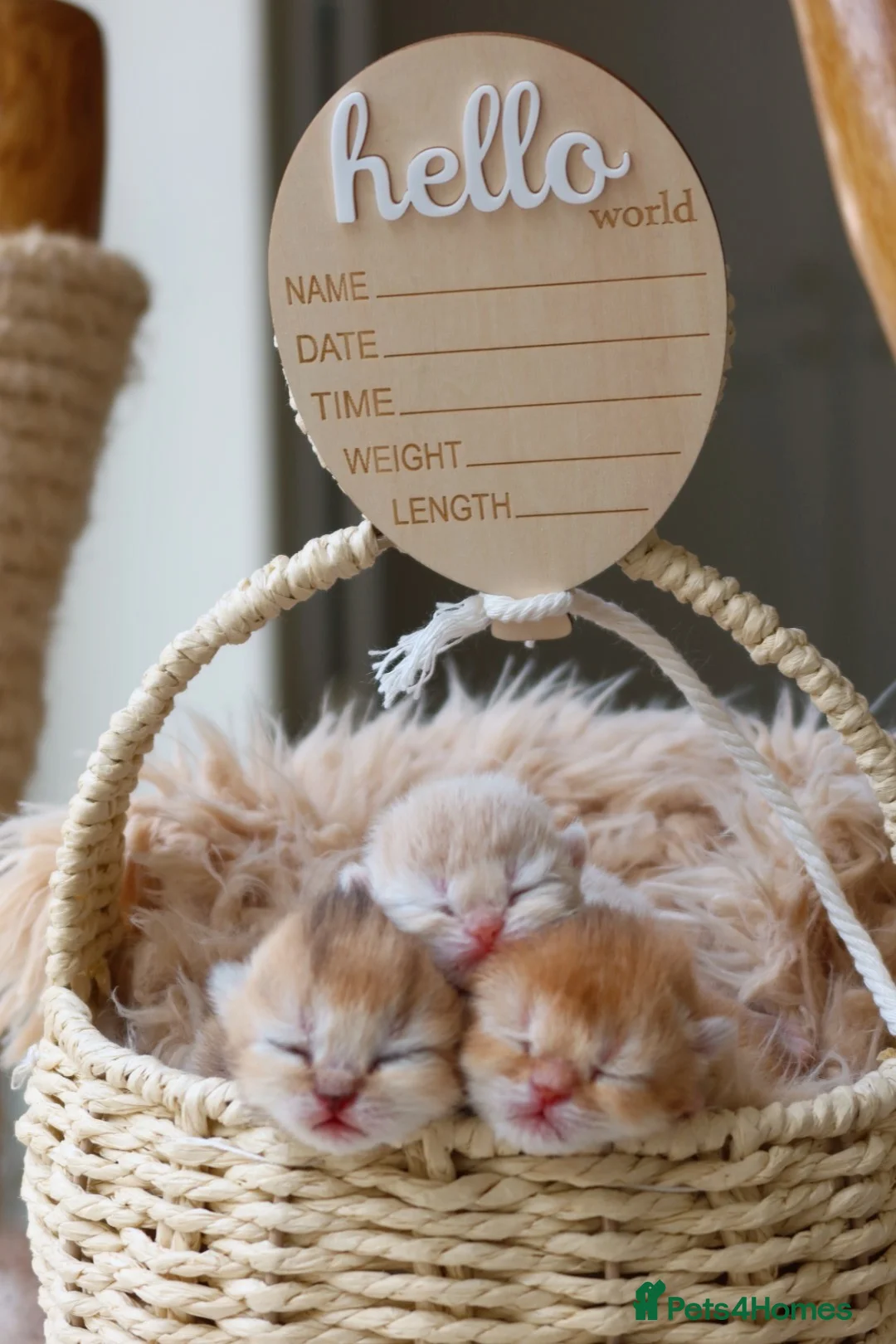 British Shorthair cats for sale: Golden British Shorthair Kittens - Reg & Licensed - Advert 1
