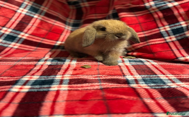 Mini Lop rabbits - Advert 1
