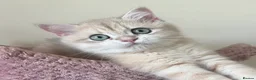 British Shorthair cats for sale: Delightful Golden British Shorthair Kittens - Advert 14