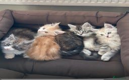 Maine Coon cats for sale: Beautiful Maine Coon kittens - Image 5