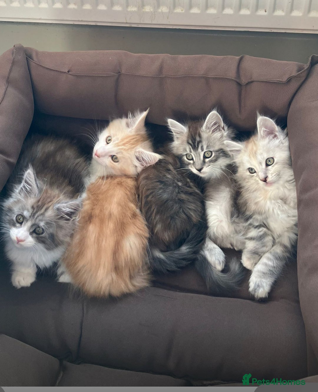 Maine Coon cats for sale: Beautiful Maine Coon kittens - Image 5