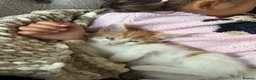 Mixed Breed cats for sale: Kitten - 9 weeks - Advert 1