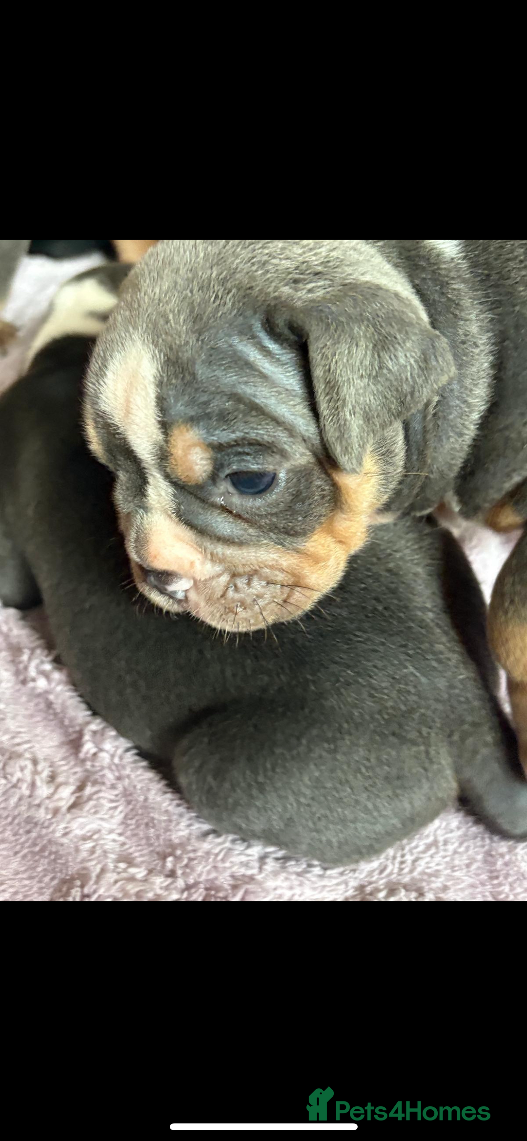 Olde English Bulldogge dogs for sale: ‼️⭐️LAST 2⭐️‼️OEB PUPS- Jabbed & Chipped - Image 20