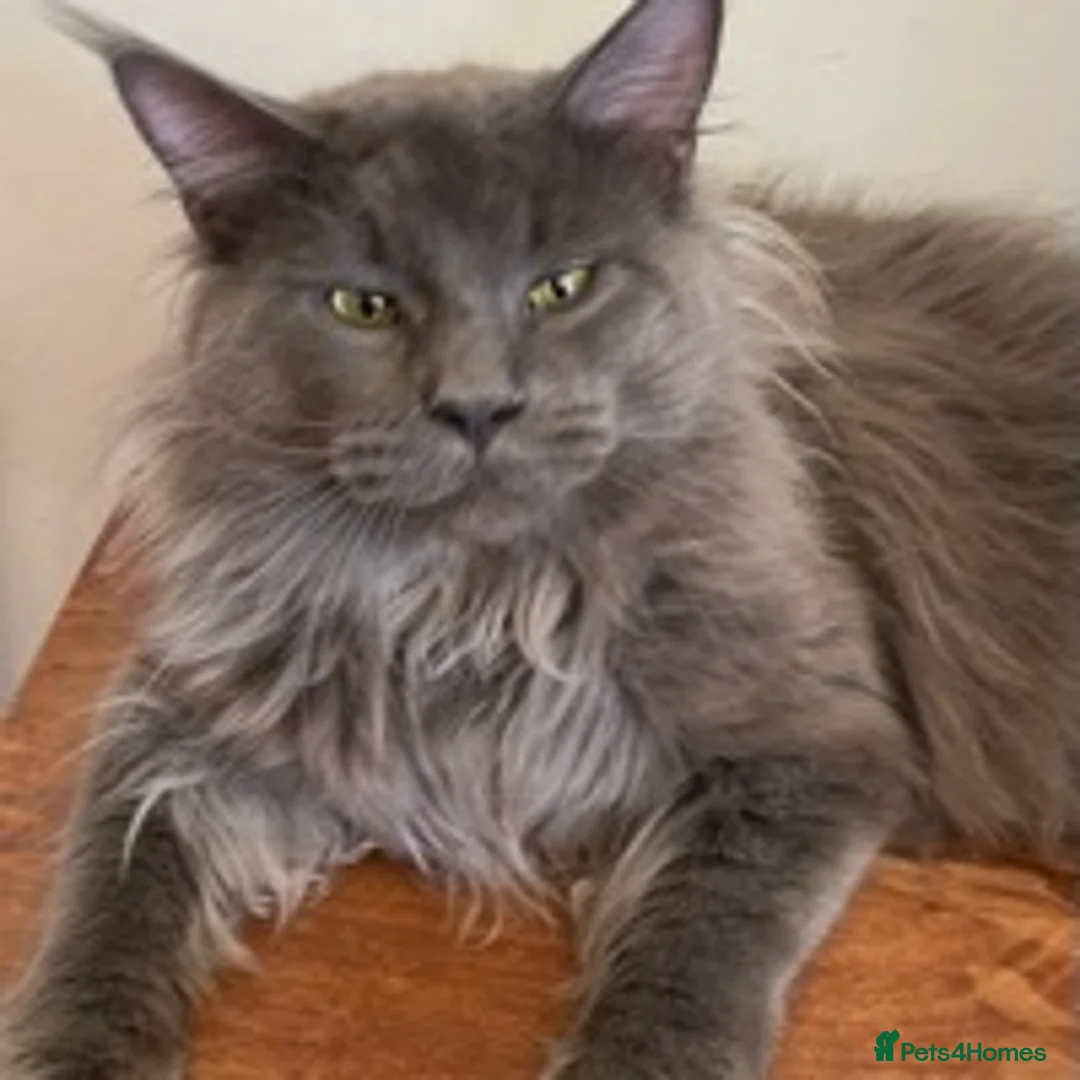 Maine Coon cats for stud: GCCF Russian Line handsome stud Kodiak in Braintree - Advert 3