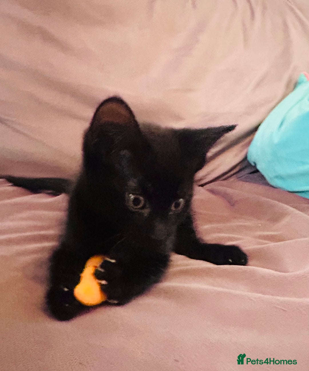 Mixed Breed cats for sale: Precious Fur Babies - Image 6