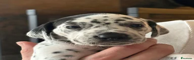 Dalmatian 8