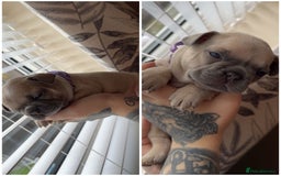 French Bulldog dogs for sale: French bulldog  - Image 2
