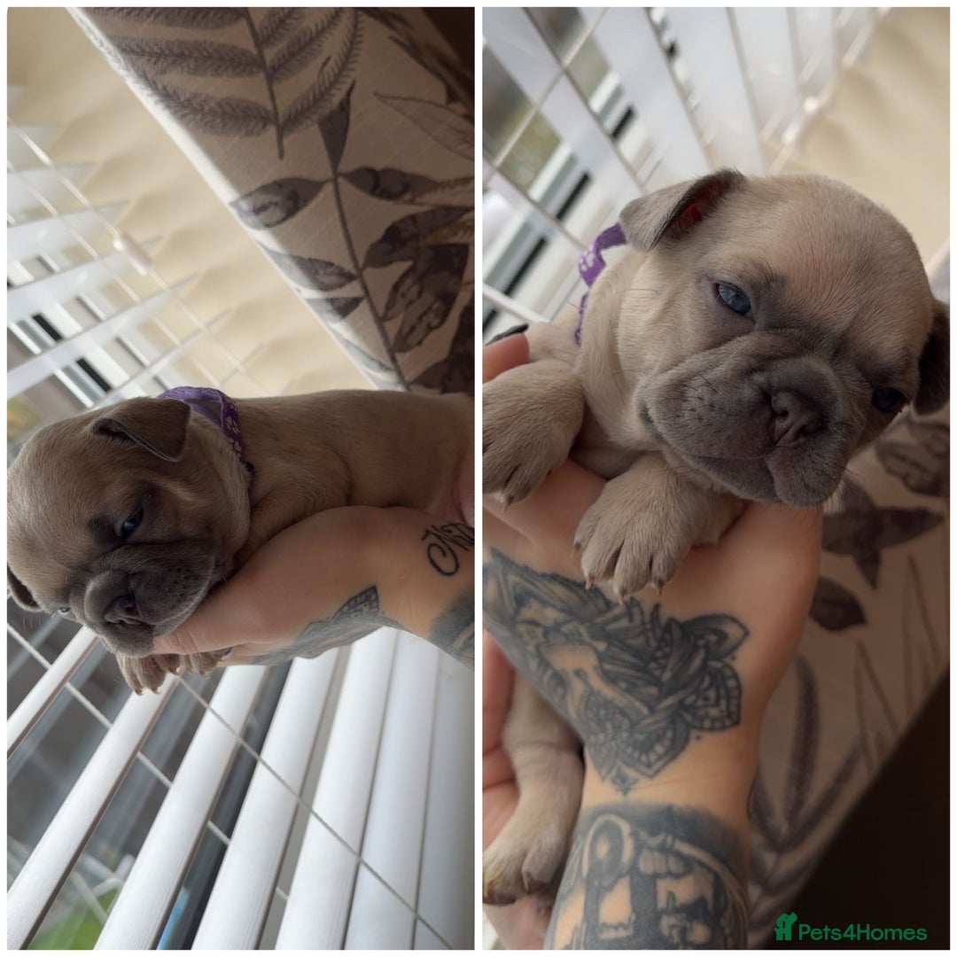 French Bulldog dogs for sale: French bulldog  - Image 2