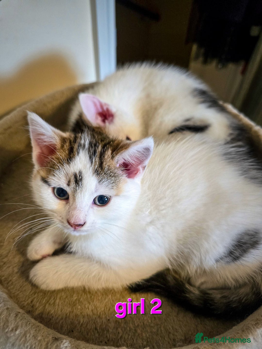 Mixed Breed cats for sale: 🐾 Beautiful, Well-Socialised Kittens 🐾 - Advert 12