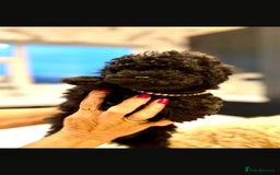 Toy Poodle dogs for sale: Quality pups from health tested parent's  - Image 10