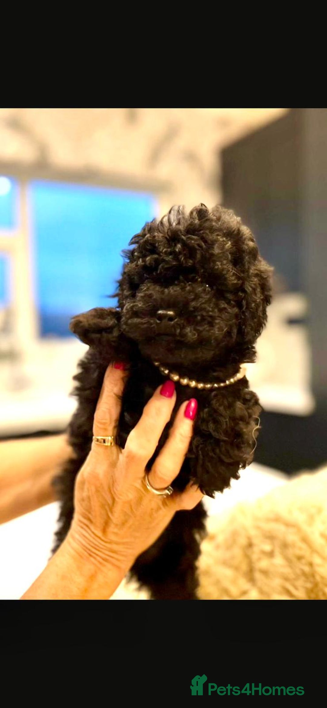 Toy Poodle dogs for sale: Quality pups from health tested parent's  - Image 10