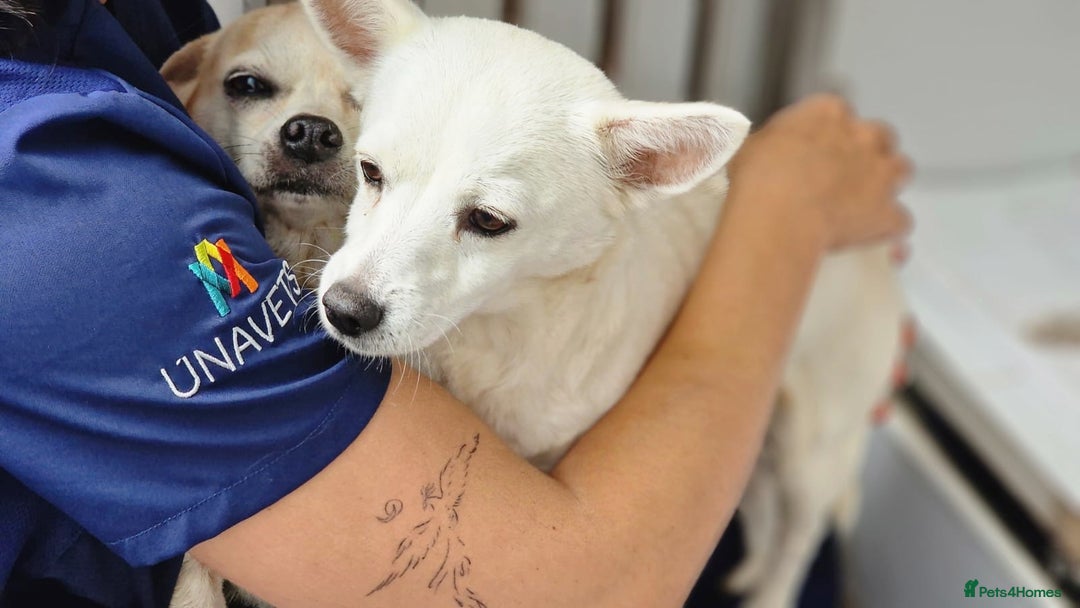 Chihuahua dogs for adoption: Copita - Image 5