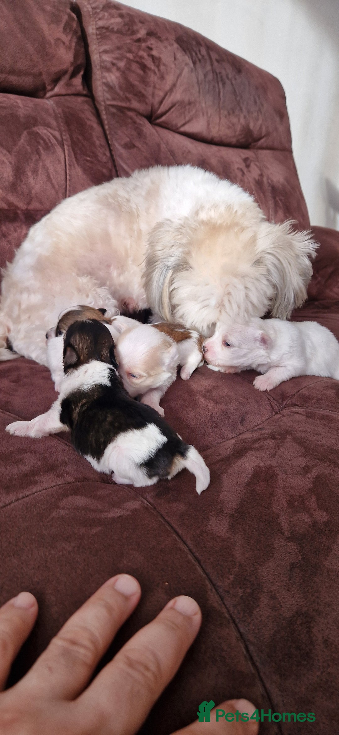 Mixed Breed dogs for sale: Bichon havanez  - Advert 7