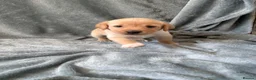 Mixed Breed dogs for sale: Labrador x staff - Advert 5