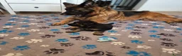 German Shepherd dogs for sale: Stunning GSD Puppies – KC Registered –  DM Clear - Advert 18