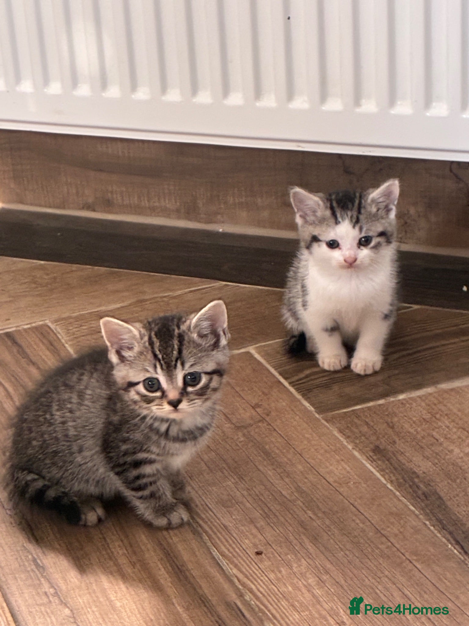 Mixed Breed cats Bsh x bengal kittens  - Advert 1