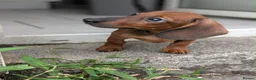 Miniature Dachshund dogs for sale: Miniature dachshund baby girl  - Advert 5