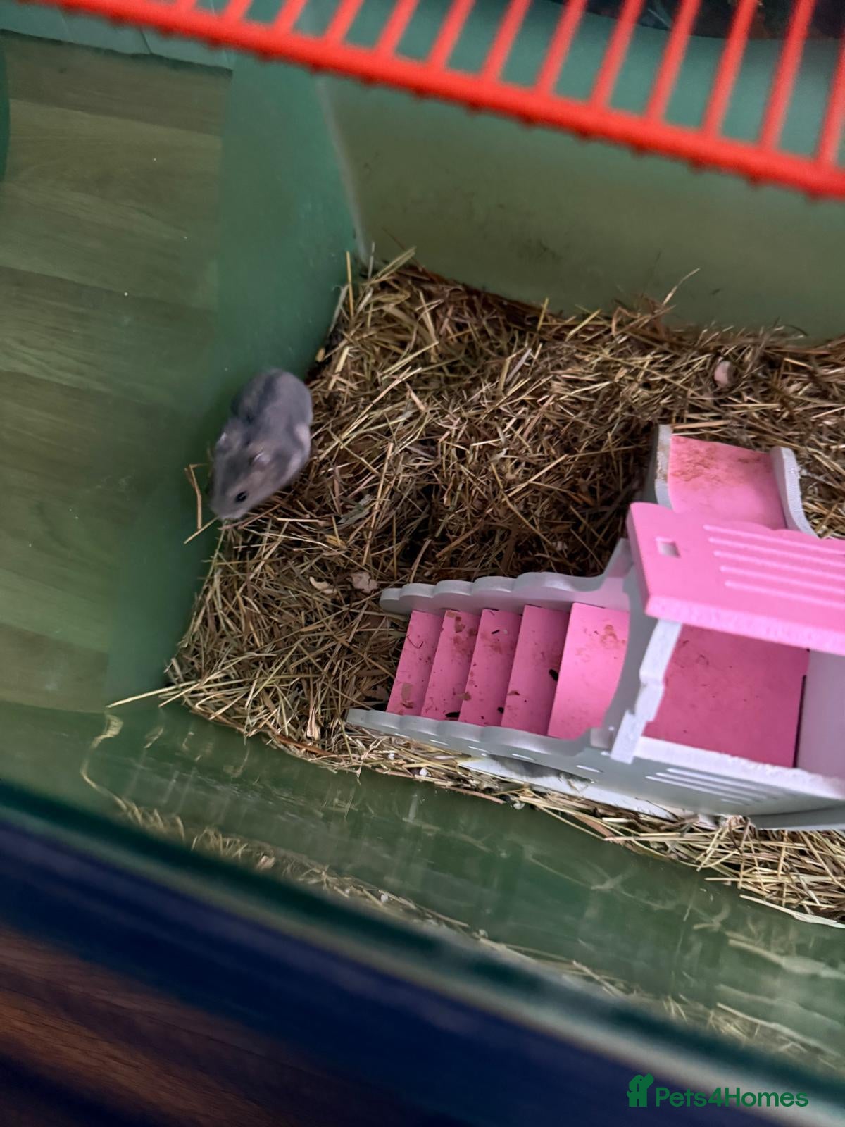 Hamster rodents No names - Advert 3