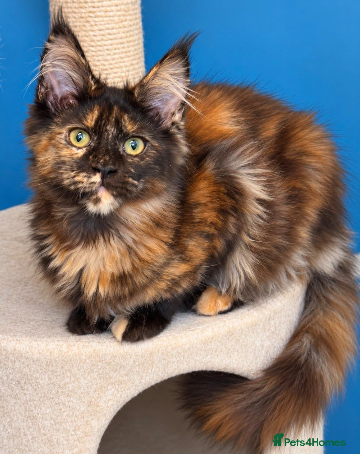 Maine Coon cats  TICA Reg Maine Coons - Advert 1