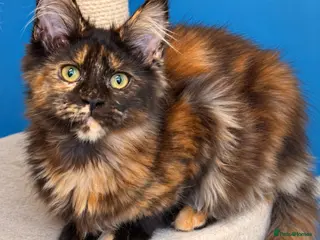 Maine Coon cats TICA Reg Maine Coons - Advert 1